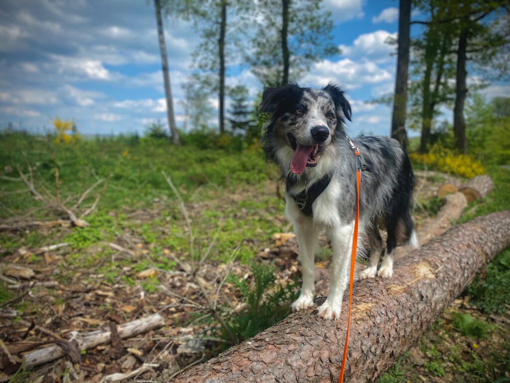 Monty