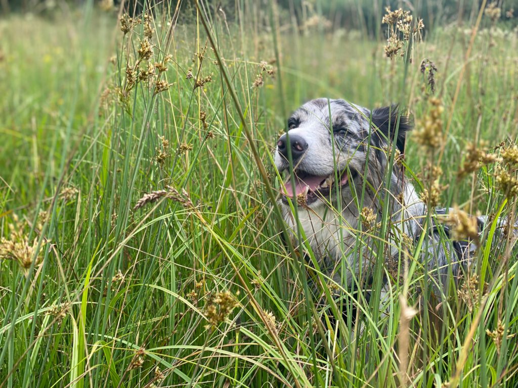 Monty