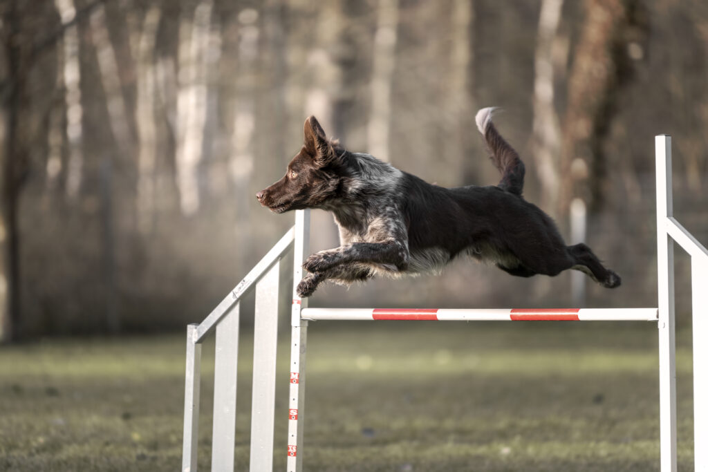 Jump1
