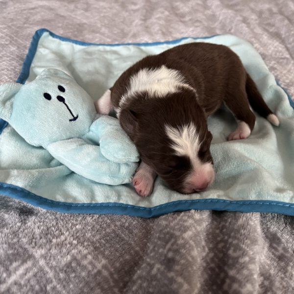 Duneklblau1_24.10.25