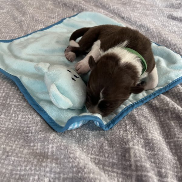 Dunkelgrün1_24.10.25