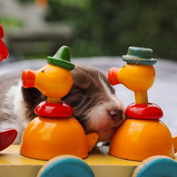 25_11_02_Hündin8_orange_Ente