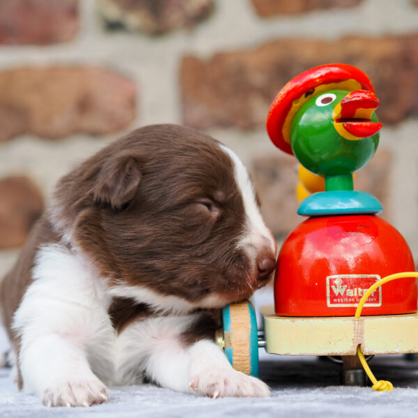 25_11_02_Hündin_Pink_Ente