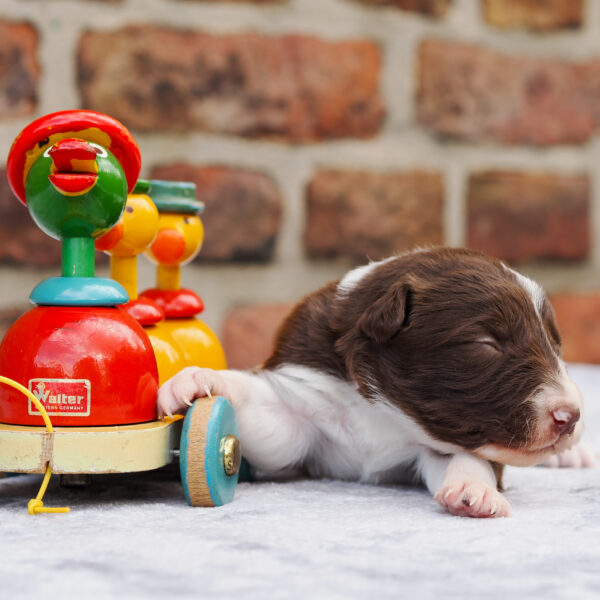 25_11_02_Hündin_Rosa_Ente