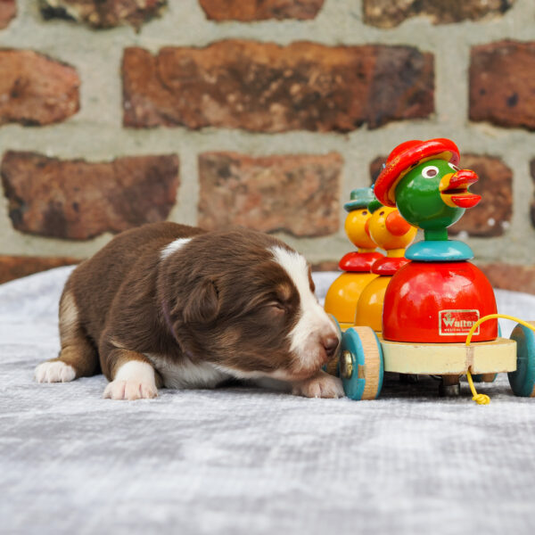 25_11_02_Hündin_lia_Ente